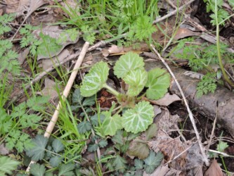 ユキノシタのいろいろ