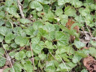 ユキノシタのいろいろ