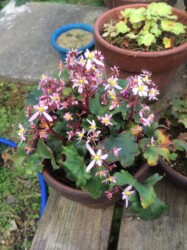 ダイモンジソウかな?