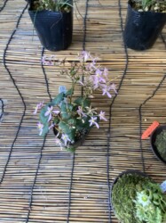 ダイモンジソウ