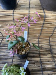 ダイモンジソウ