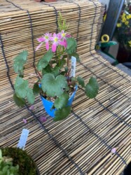 ダイモンジソウ