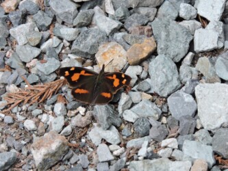 山形で見かけたテングチョウ