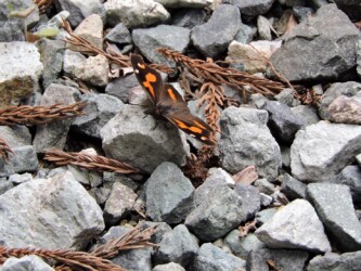 山形で見かけたテングチョウ