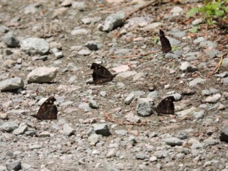 山形で見かけたテングチョウ