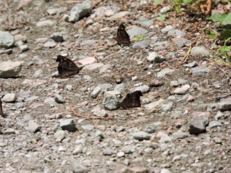 山形で見かけたテングチョウ