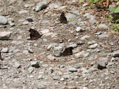 山形で見かけたテングチョウ
