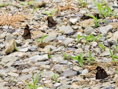 山形で見かけたテングチョウ