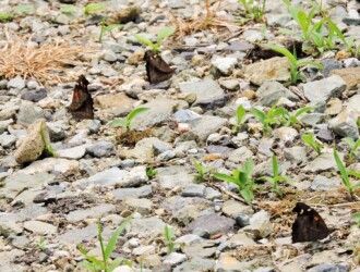 山形で見かけたテングチョウ