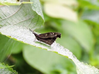 山形で見かけたテングチョウ