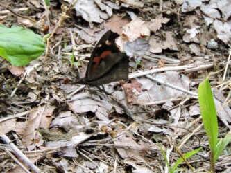 山形で見かけたテングチョウ