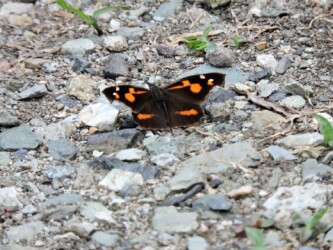山形で見かけたテングチョウ