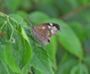 蟹江で見かけたテングチョウ