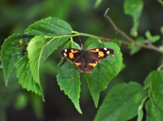 蟹江で見かけたテングチョウ