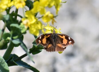 蟹江で見かけたテングチョウ