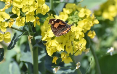 蟹江で見かけたテングチョウ