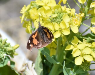 蟹江で見かけたテングチョウ