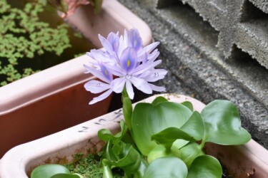 ホテイアオイ
