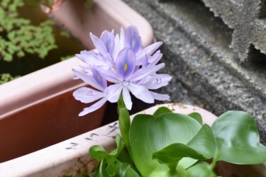 ホテイアオイ