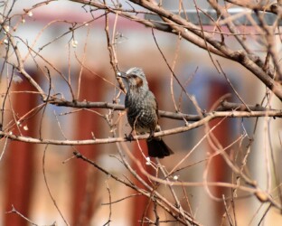 ナンキンハゼの実を咥えるヒヨドリ