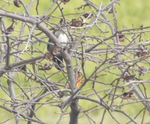 カキの実を啄むムクドリ