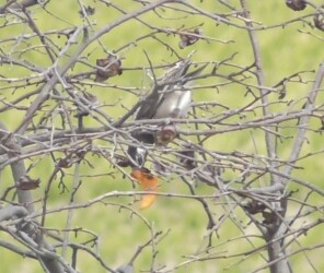 カキの実を啄むムクドリ