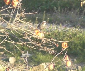 カキの実を啄むヒヨドリ