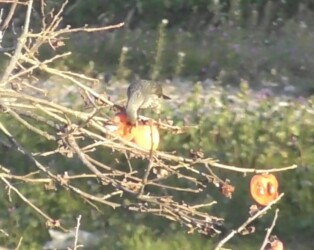 カキの実を啄むヒヨドリ