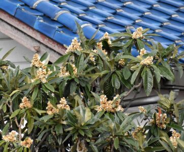 ビワの花