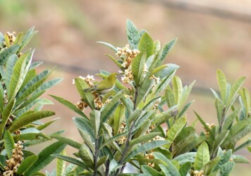 ビワの蜜を吸うメジロ