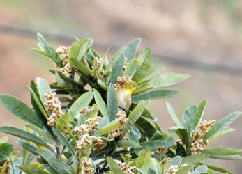 ビワの蜜を吸うメジロ