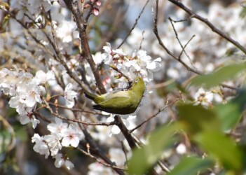 サクラの蜜を吸うメジロ