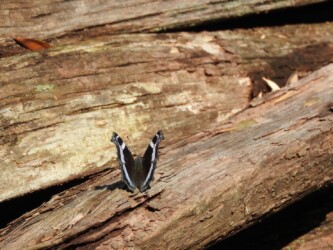 山元沼 11月1日 ルリタテハ