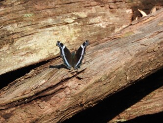 山元沼 11月1日 ルリタテハ