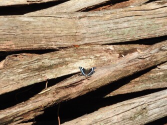 山元沼 11月1日 ルリタテハ