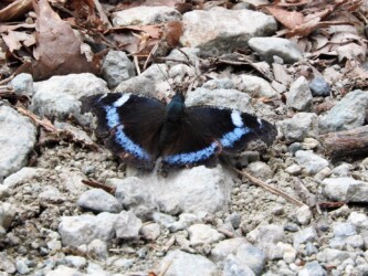 ベニバナトンネル付近 4月21日