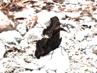 ベニバナトンネル付近 4月21日