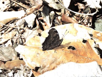 ベニバナトンネル付近 4月21日