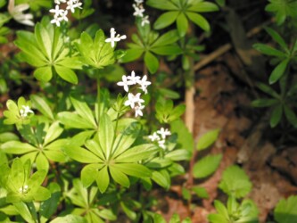 クルマバソウの花