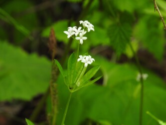 クルマバソウの花