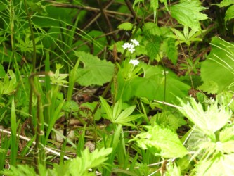 クルマバソウの花