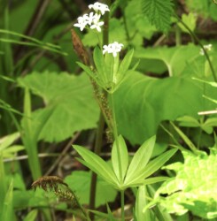 クルマバソウの花