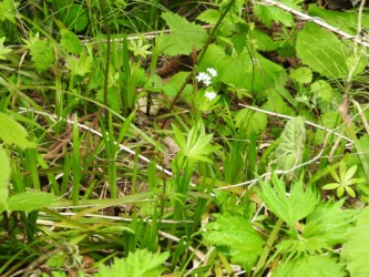 クルマバソウの花