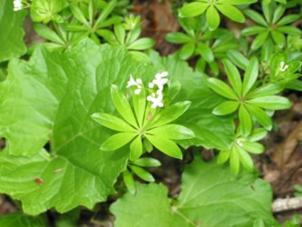クルマバソウの花