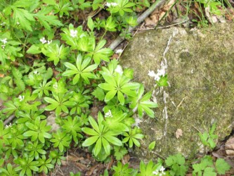 クルマバソウの花