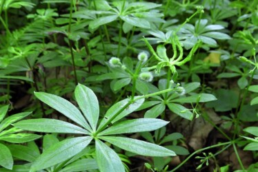 クルマバソウの実