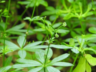 クルマバソウの実