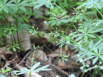 クルマバソウの実