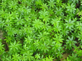 群生するクルマバソウ