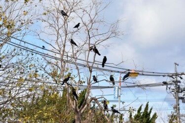 秋から冬にかけて群れるカラス